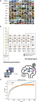 Lessons From Deep Neural Networks for Studying the Coding Principles of Biological Neural Networks